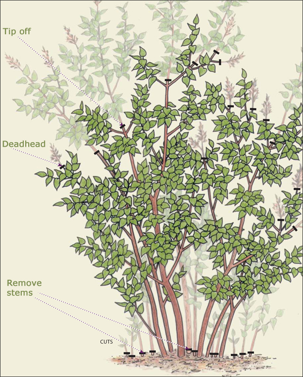 How Do I Prune A Lilac Bush: Essential Tips For Vibrant Blooms