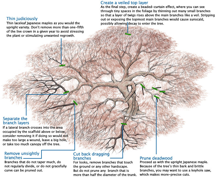 Cutting Back Japanese Maple: Pruning Tips For Growth