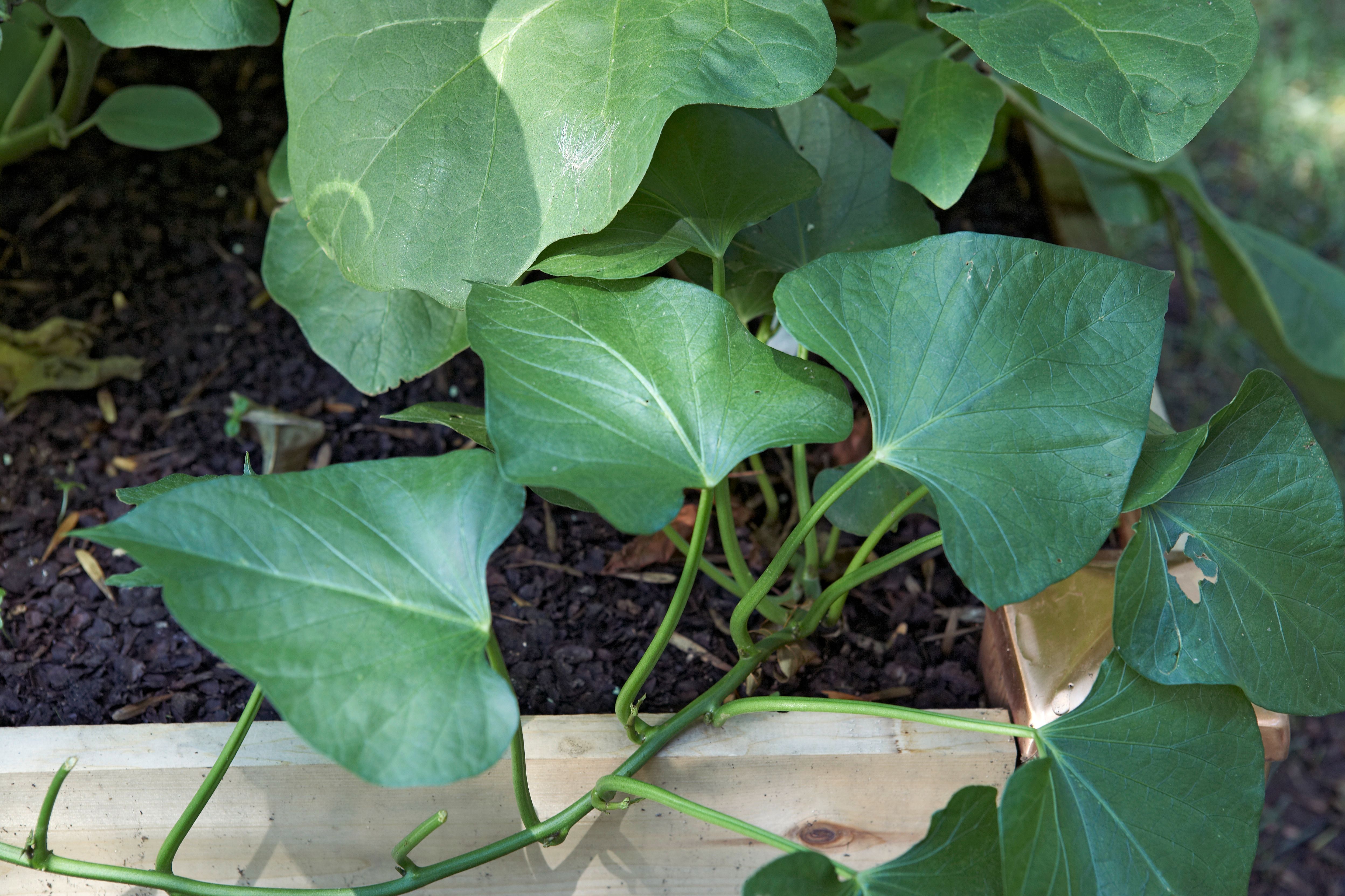 Cultivation Of Sweet Potatoes: Yield-Boosting Tips!