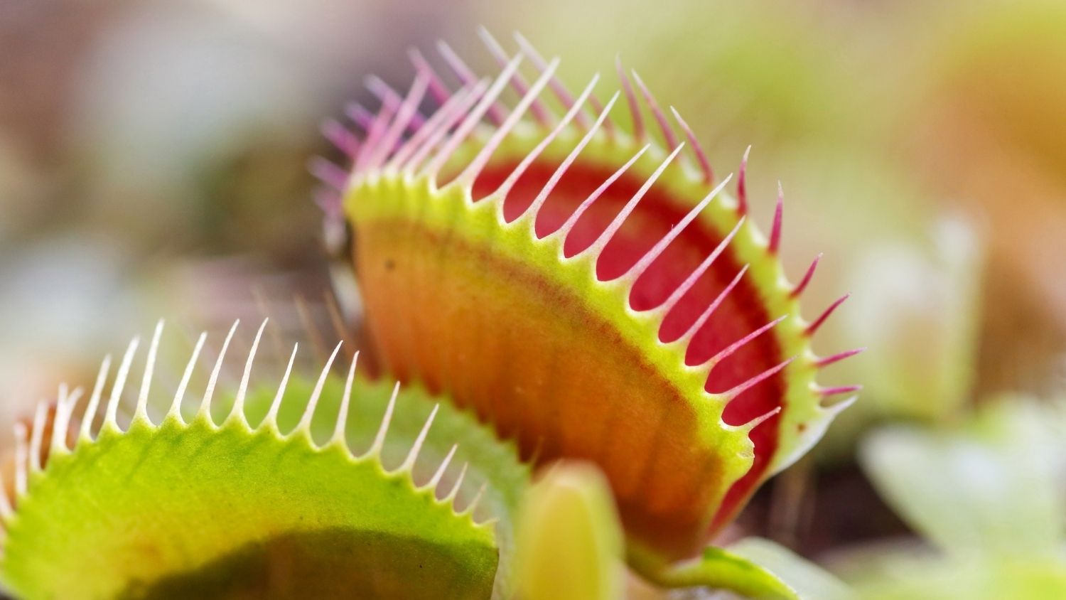 Planting Venus Flytrap: Grow Carnivorous Wonders!