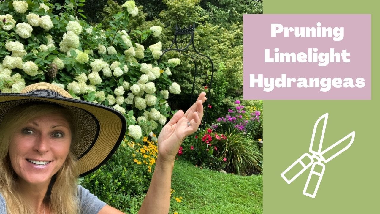 When To Prune A Limelight Hydrangea: Best Season Tips