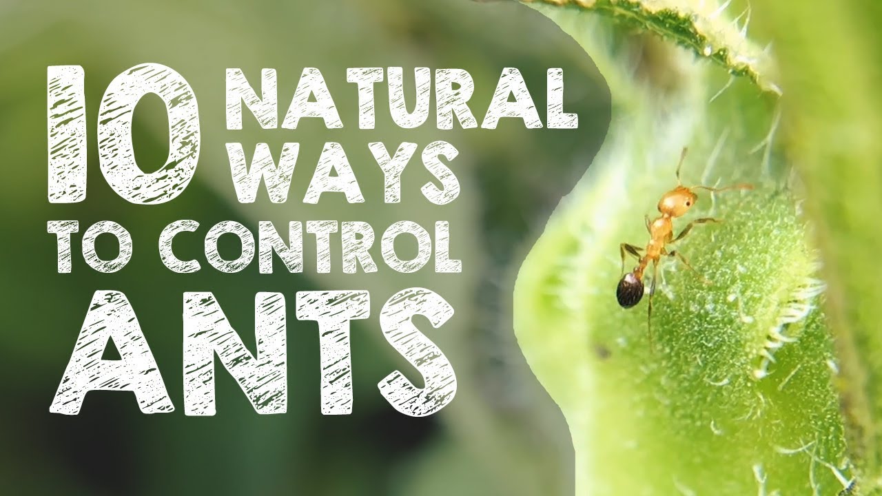 How To Get Rid Of Ants In My Garden: Proven Solutions