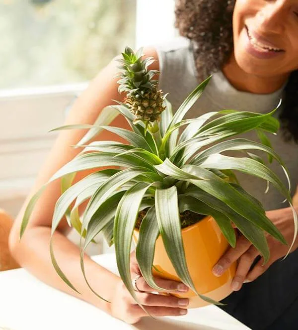 How To Take Care Of A Pineapple Plant: Expert Tips Unveiled