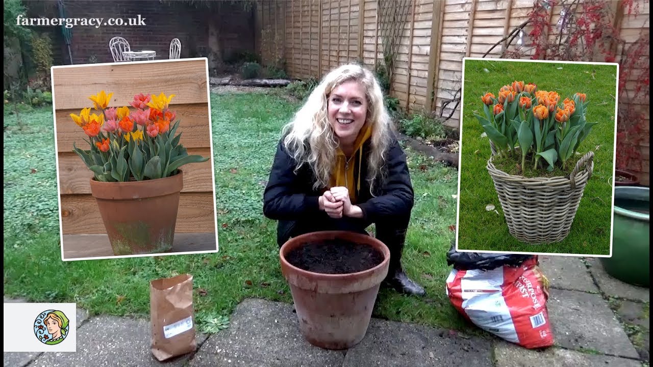How To Plant Tulip Bulbs In Containers: A Step-By-Step Guide