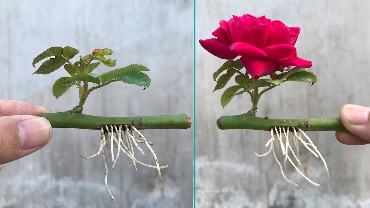 How To Grow Rose Plant From Cuttings: Pro Tips Unveiled
