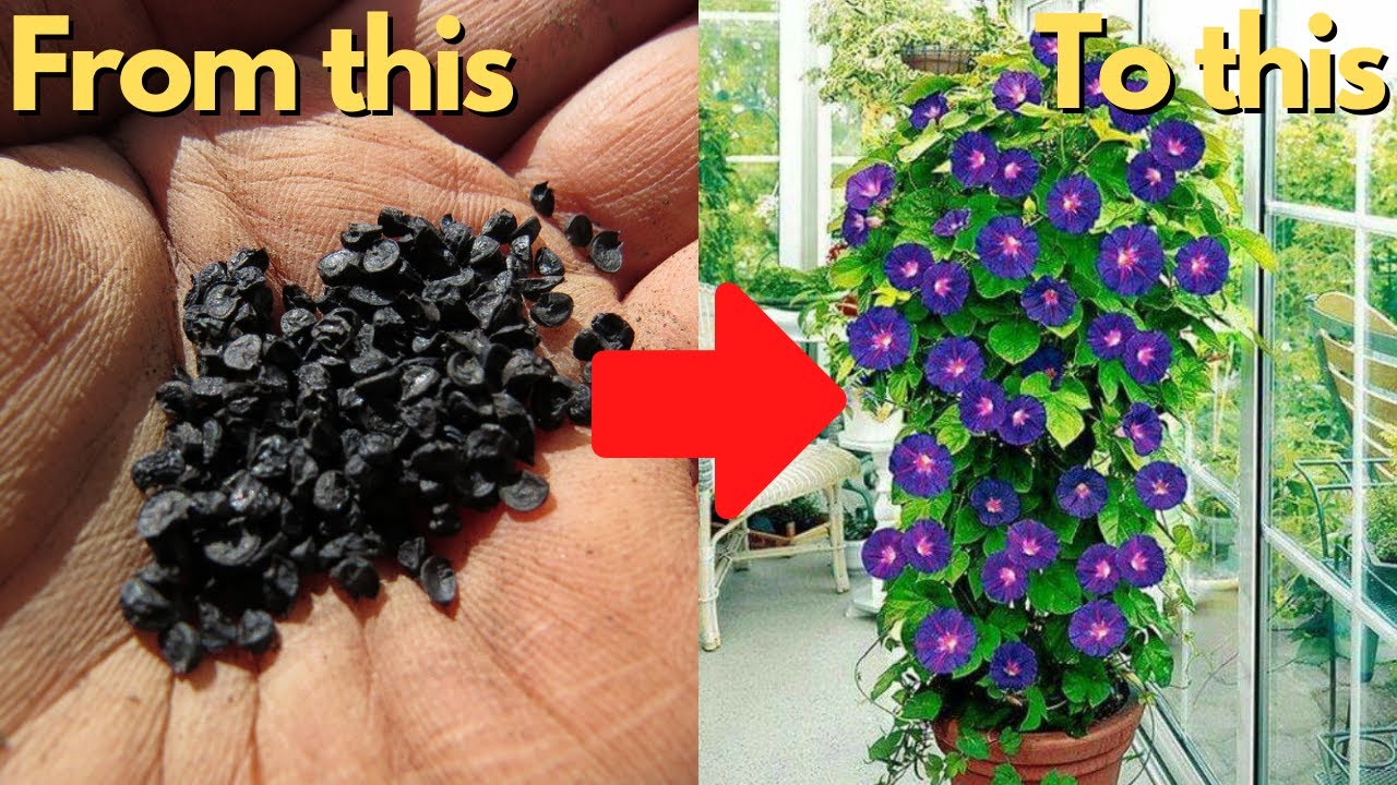 How To Grow Morning Glory From Seeds: Easy Steps Guide