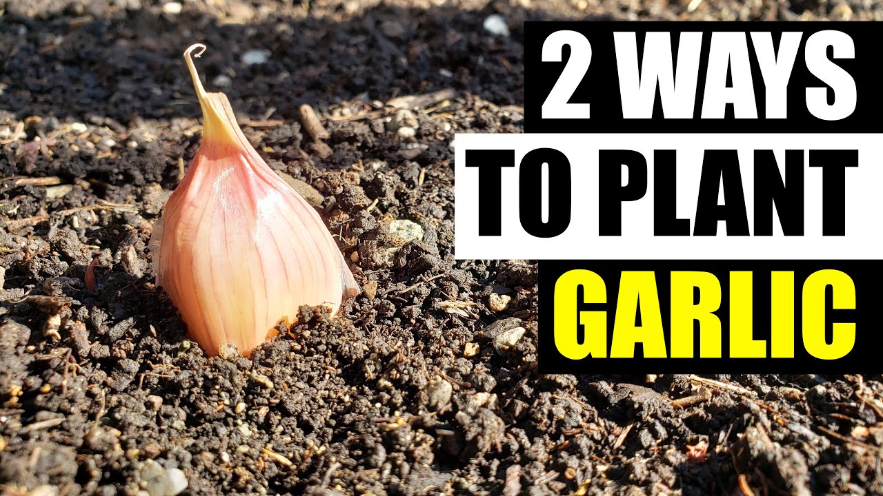 How Do You Plant Garlic From Cloves: Easy Growth Guide