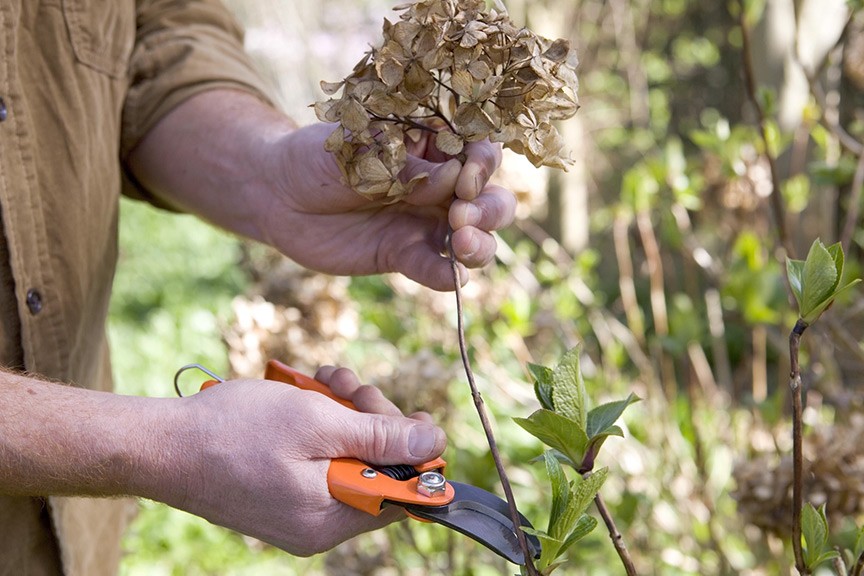 How Do You Prune A Hydrangea Plant: Essential Tips For Lush Blooms