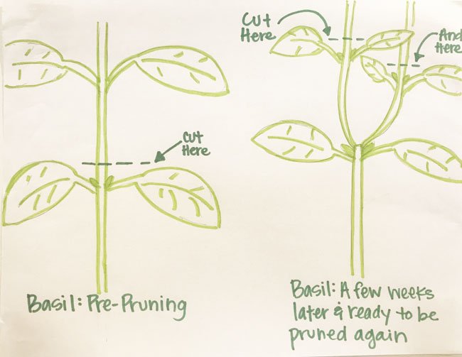 How To Trim A Basil Plant: Essential Pruning Tips