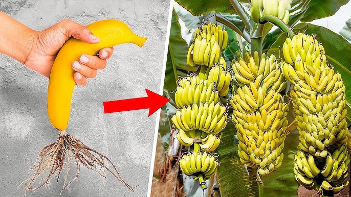 How To Grow Banana Tree From Banana: Easy Success Tips