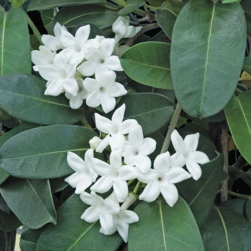 Madagascar Jasmine Stephanotis Floribunda: Cultivating Elegance