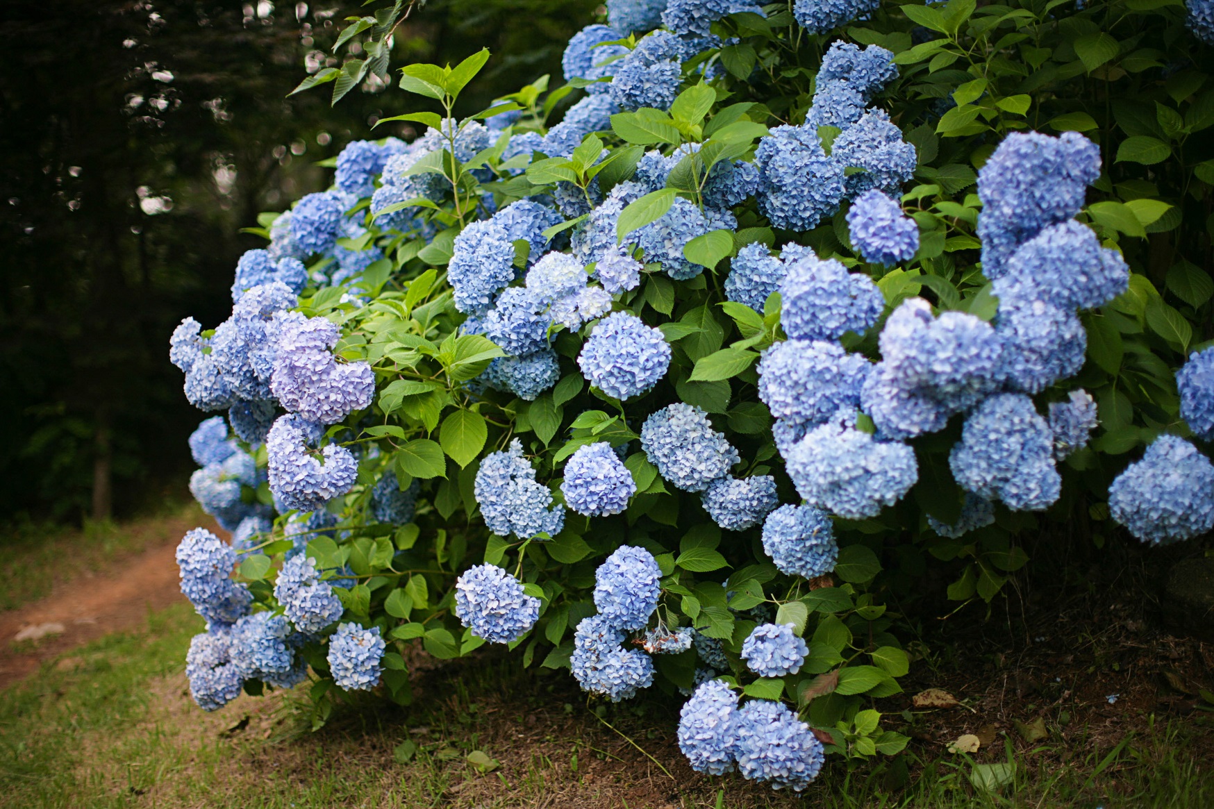 How Do You Prune A Hydrangea Plant: Essential Tips For Lush Blooms