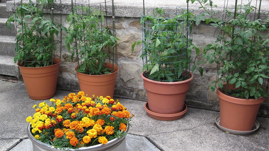 How To Grow Tomatoes In Planters: Lush Harvest Secrets