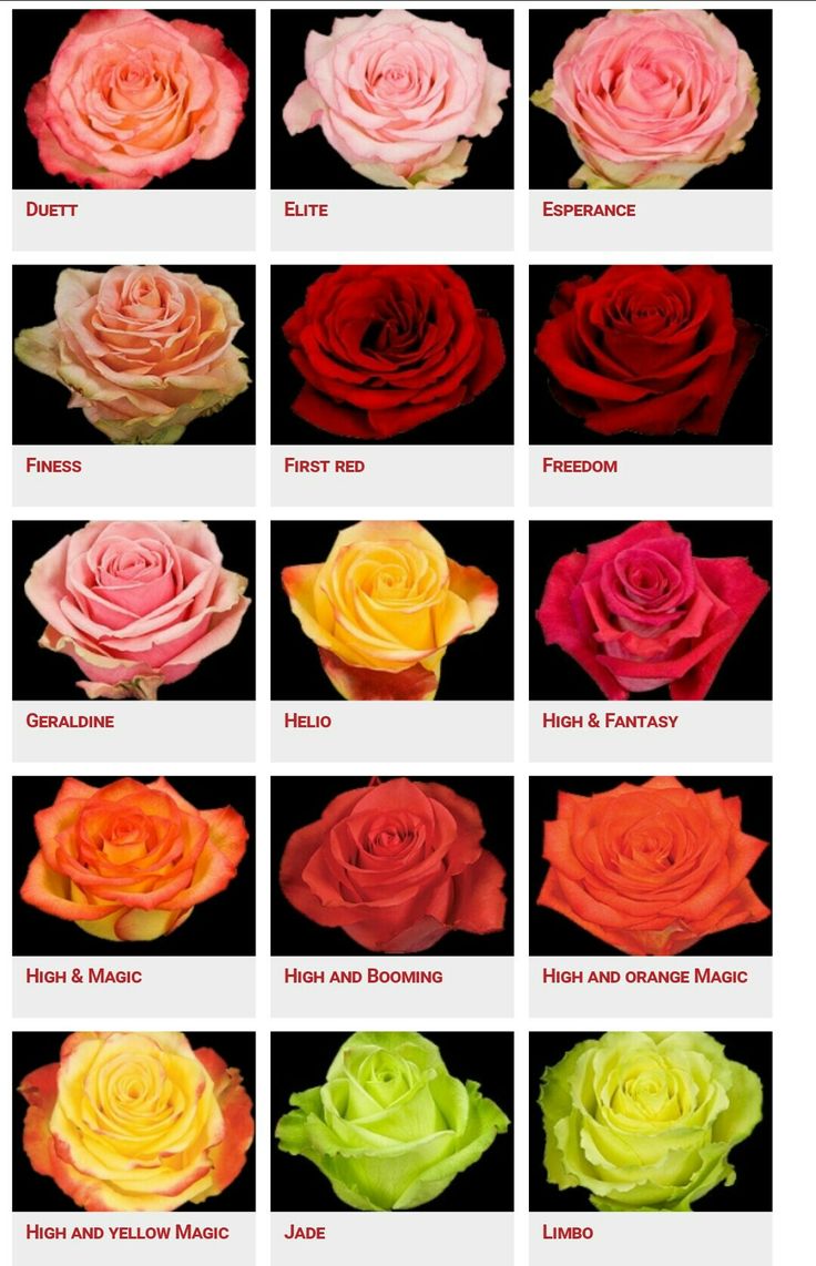 Different Types Of Roses: A Visual Guide To Varieties