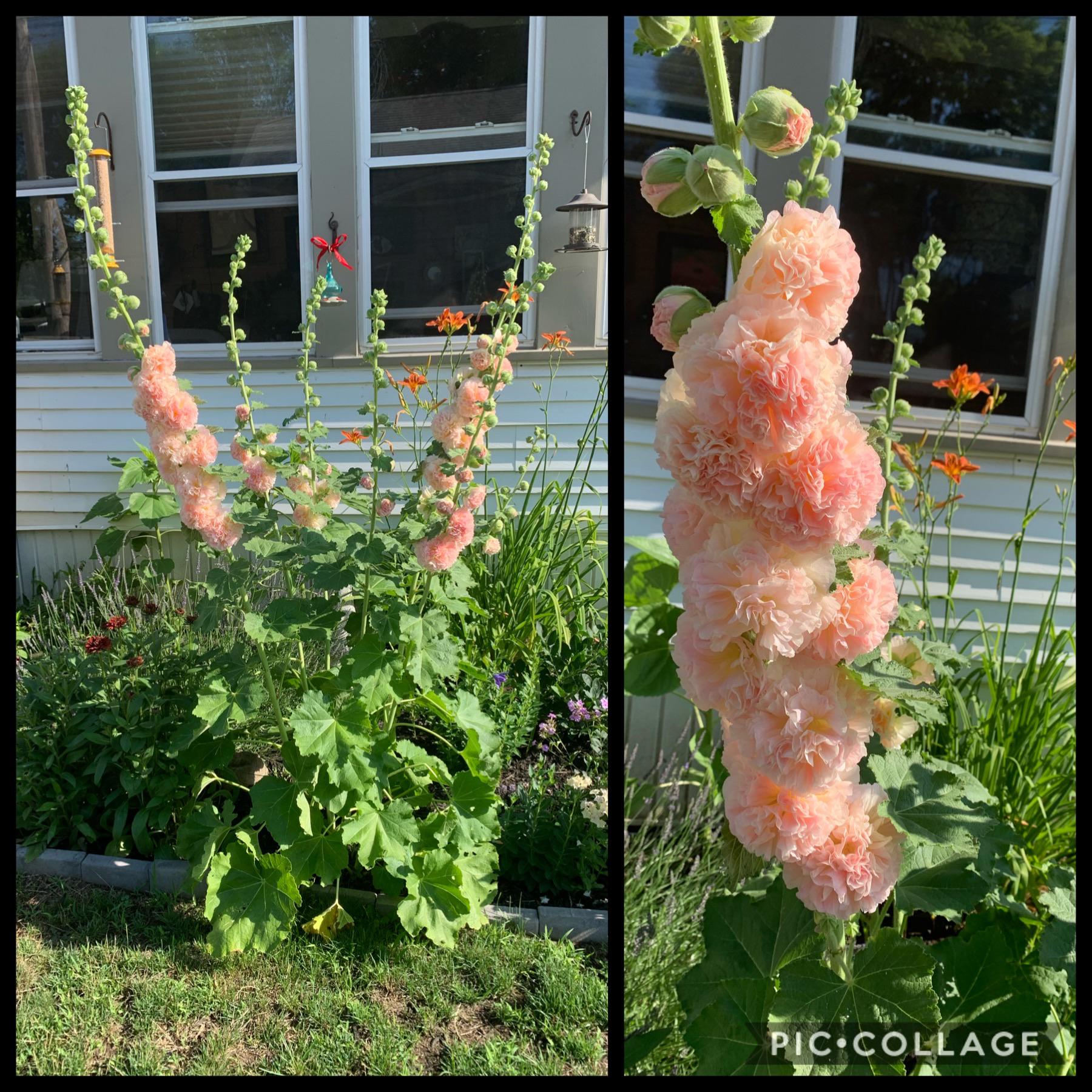 Does Hollyhock Come Back Every Year? Perennial Secrets Revealed!