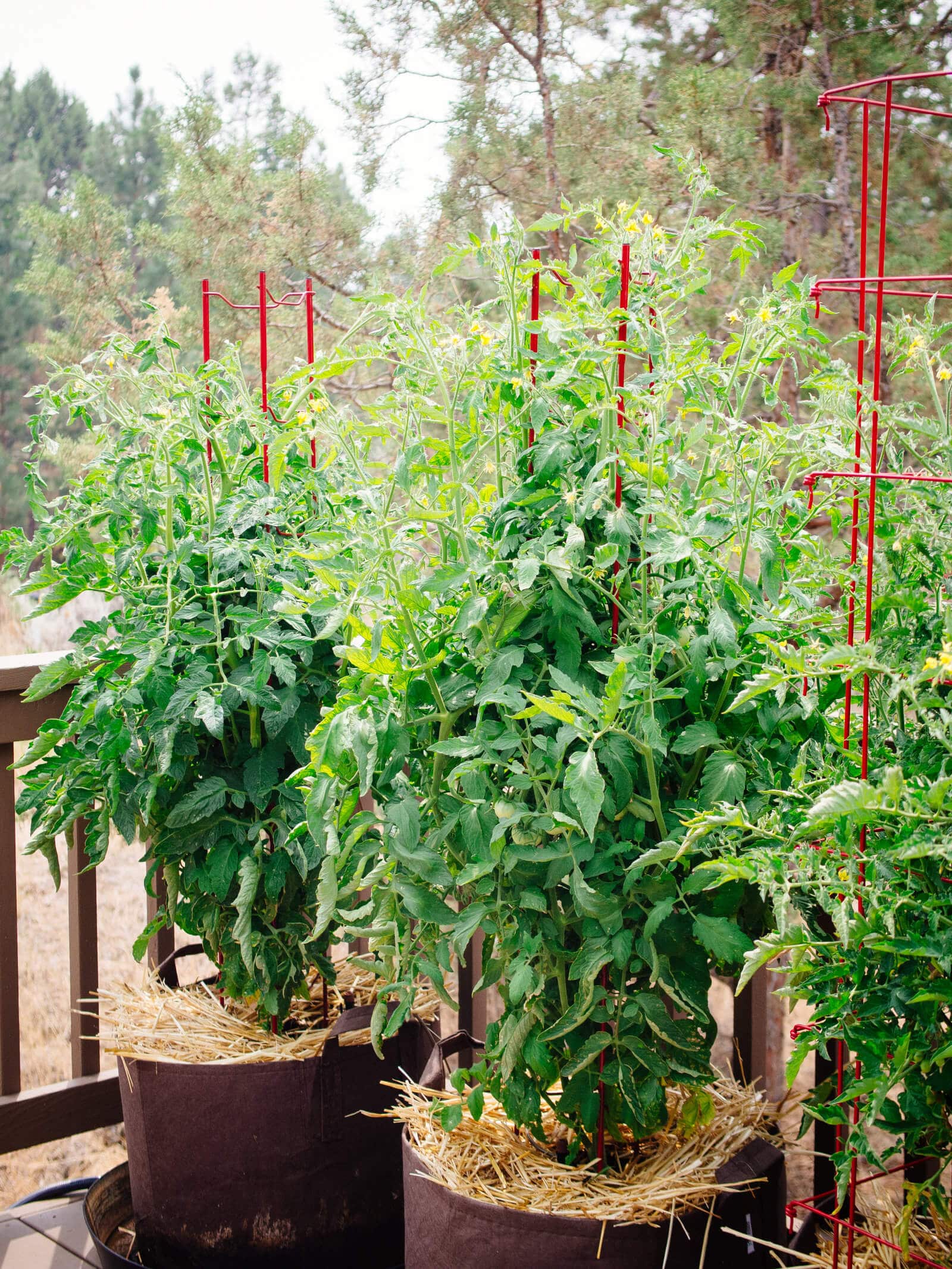 How To Grow Tomatoes In Planters: Lush Harvest Secrets