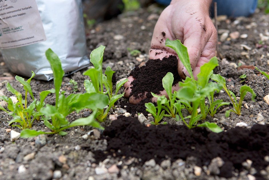 How To Use Coffee Grounds For Plants: Boost Growth Naturally!