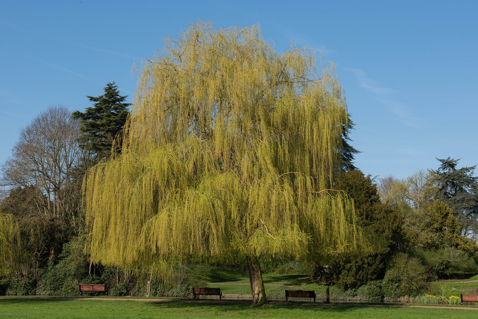 How Long Does A Willow Tree Take To Grow: Quick Insights