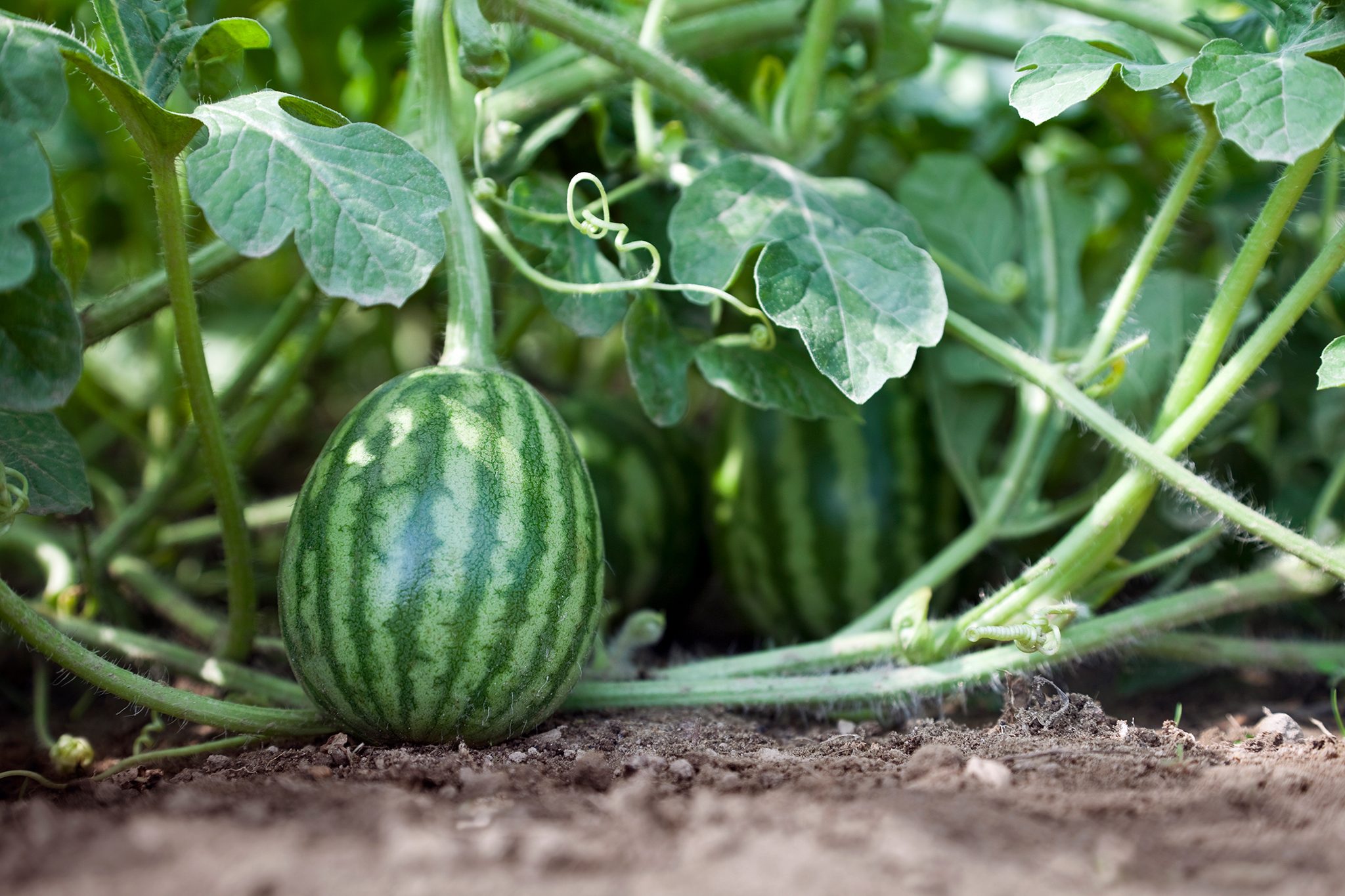 What Does A Watermelon Plant Look Like? Unveil Its Secrets!