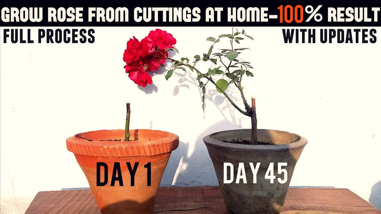 How To Plant A Rose Bush From A Cutting: Grow Blooms Like A Pro