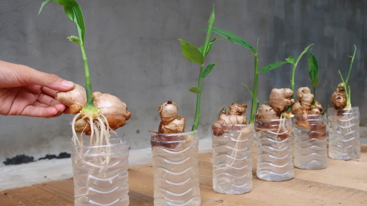 How To Grow Ginger From Ginger Root: Easy Cultivation Tips