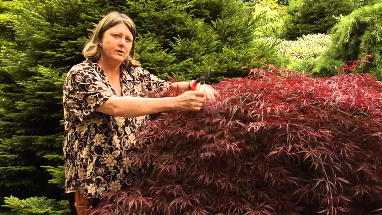 Cutting Back Japanese Maple: Pruning Tips For Growth
