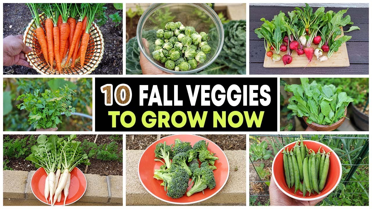 Veggies To Plant For Winter: Hardy Harvests To Savor
