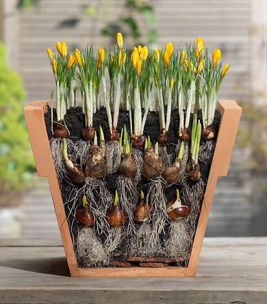 How To Plant Tulip Bulbs In Containers: A Step-By-Step Guide