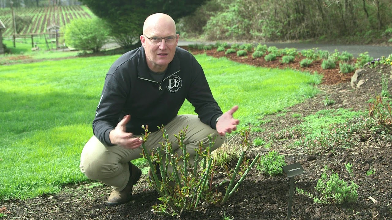 When Is It Too Late To Prune Roses: Crucial Timelines Unveiled