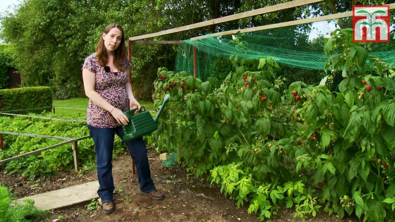 Raspberry Plants How To Grow: Lush Berries Made Simple