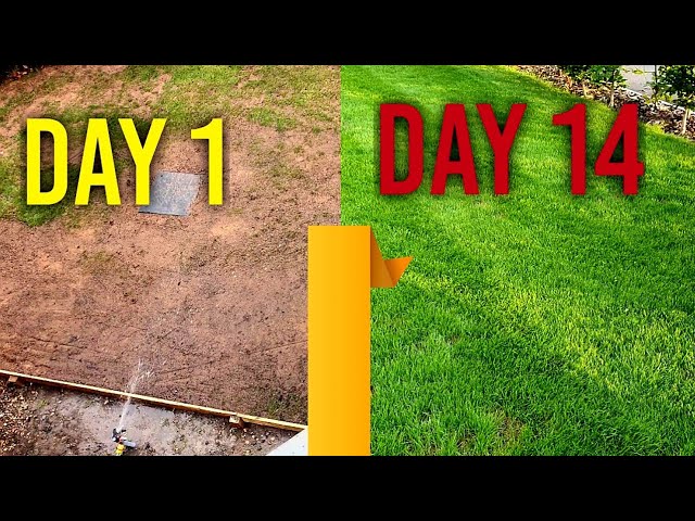 How Long Does It Take For Grass Seeds To Grow: Quick Guide