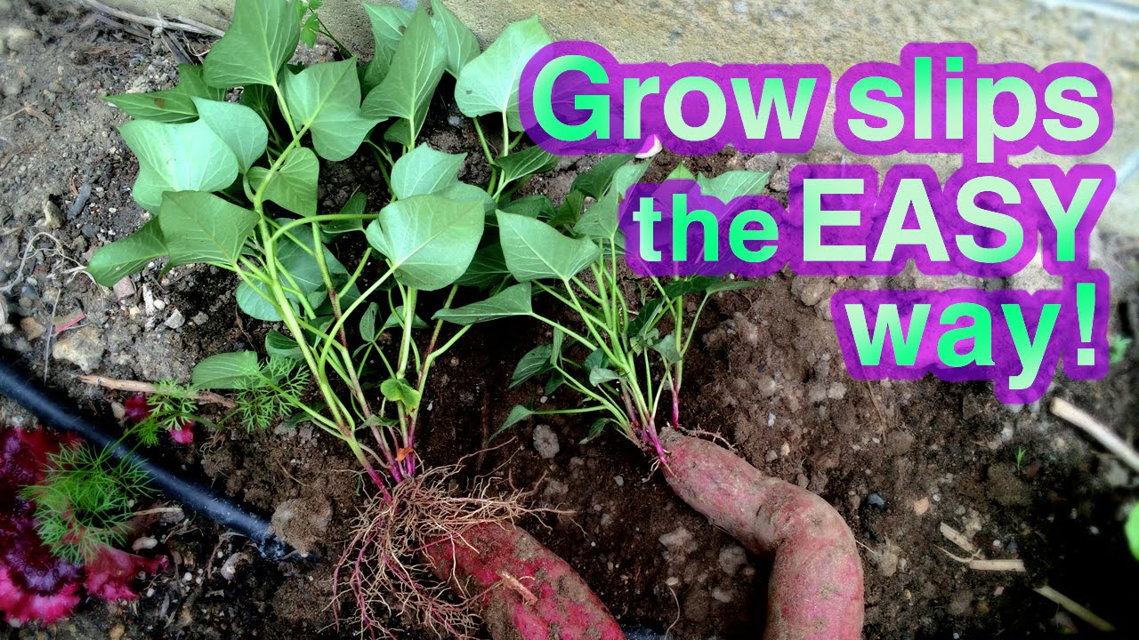 How To Grow Sweet Potatoes From A Sweet Potato: Yield Secrets!