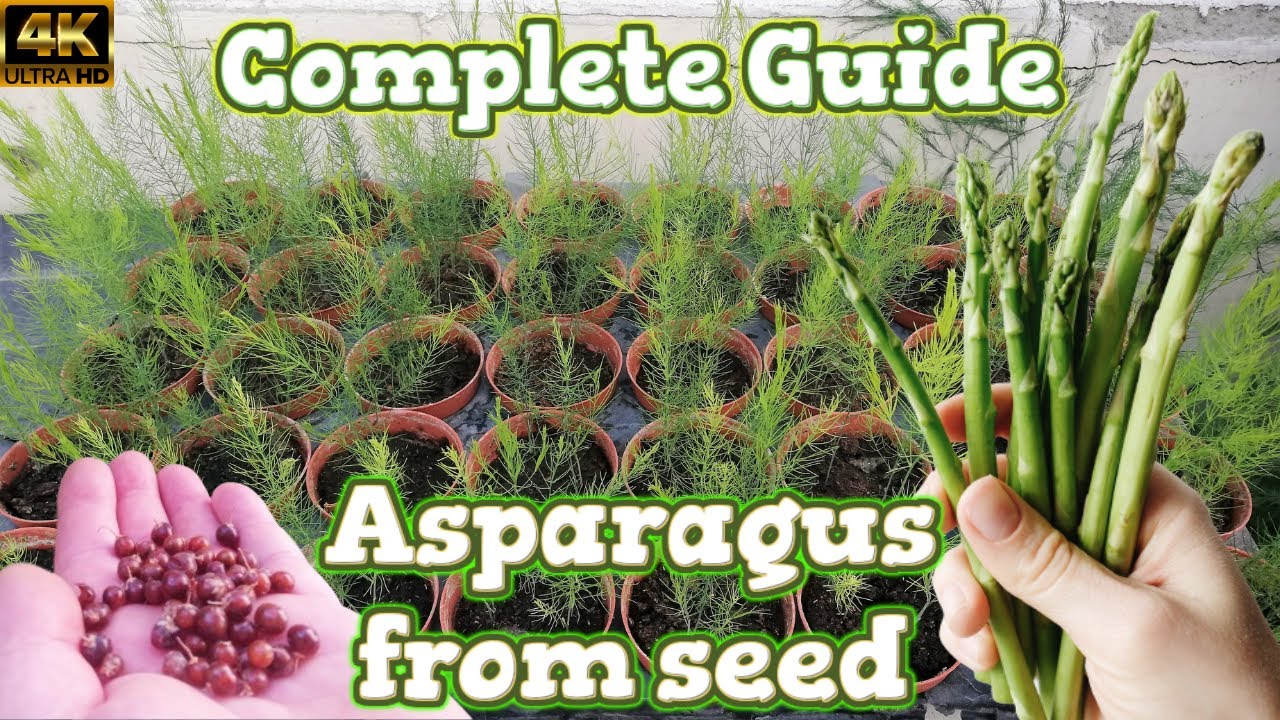 How To Grow Asparagus Plants: Expert Tips Unveiled