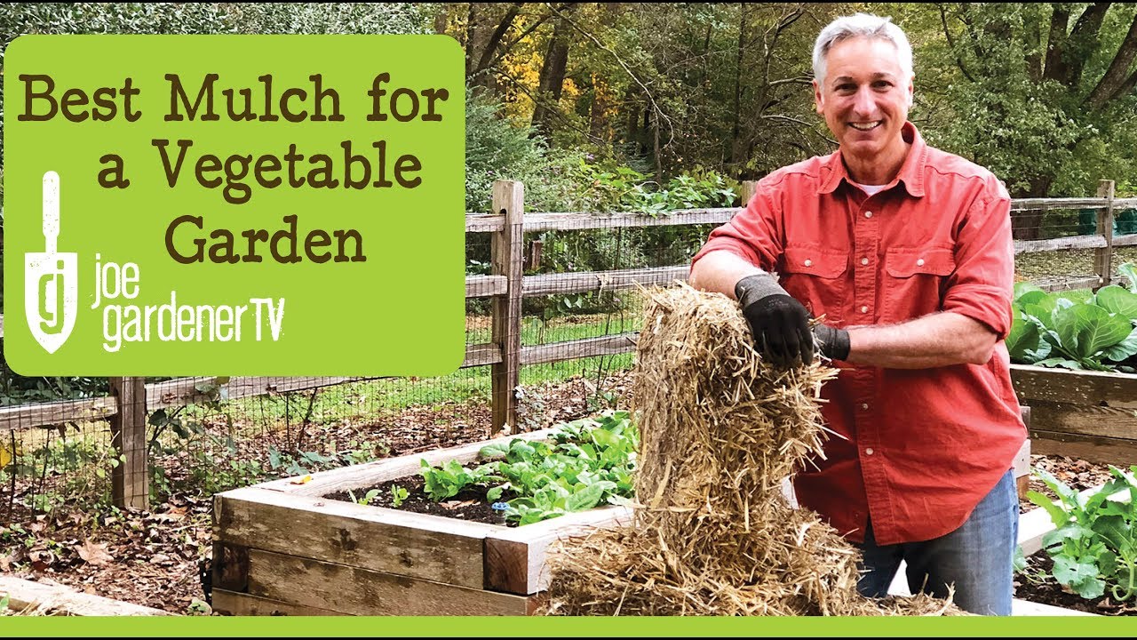 Best Mulch For Veg Garden: Top Choices For Thriving Plants