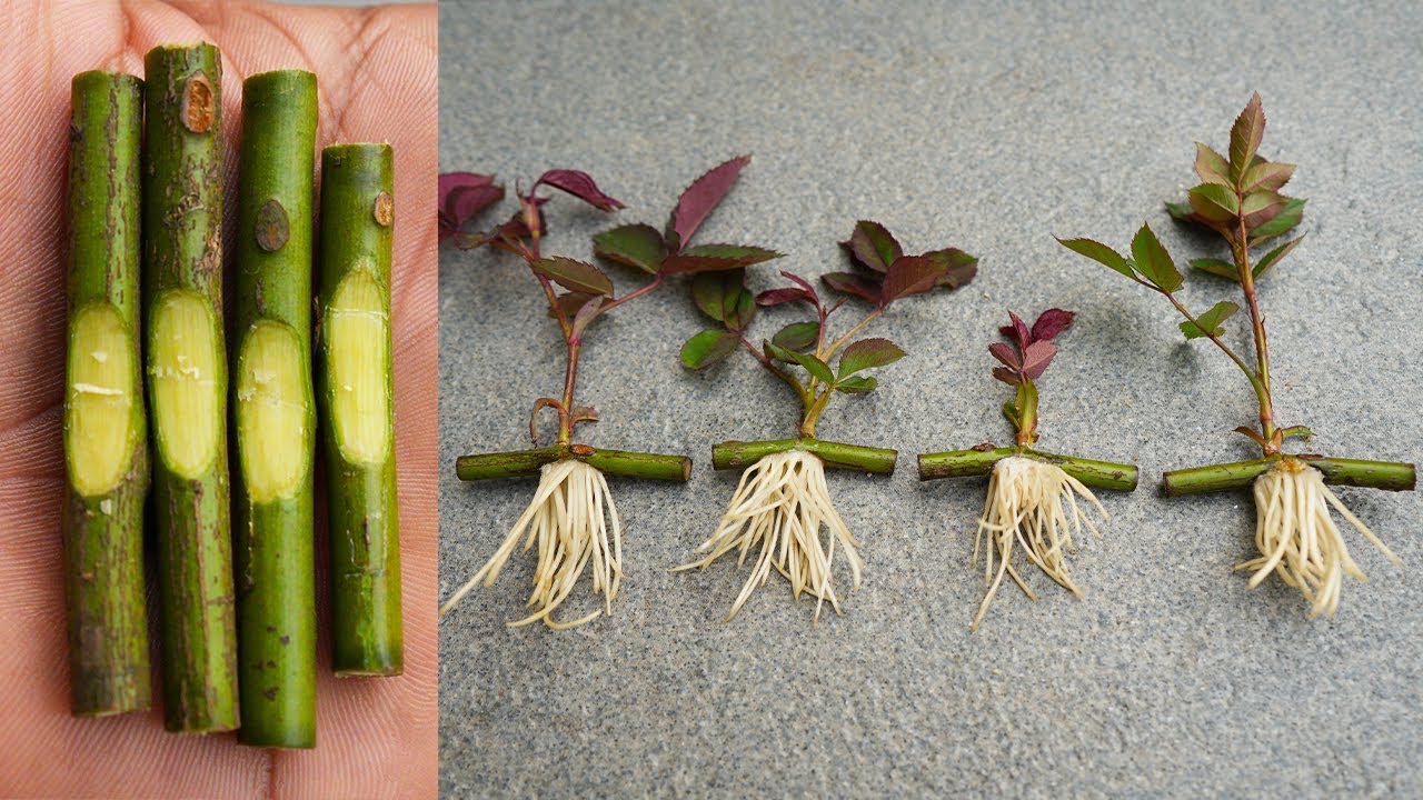 How Do You Grow Roses From Cuttings: Expert Tips Revealed