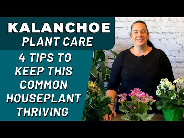 How Do You Care For A Kalanchoe Plant: Pro Tips Unveiled
