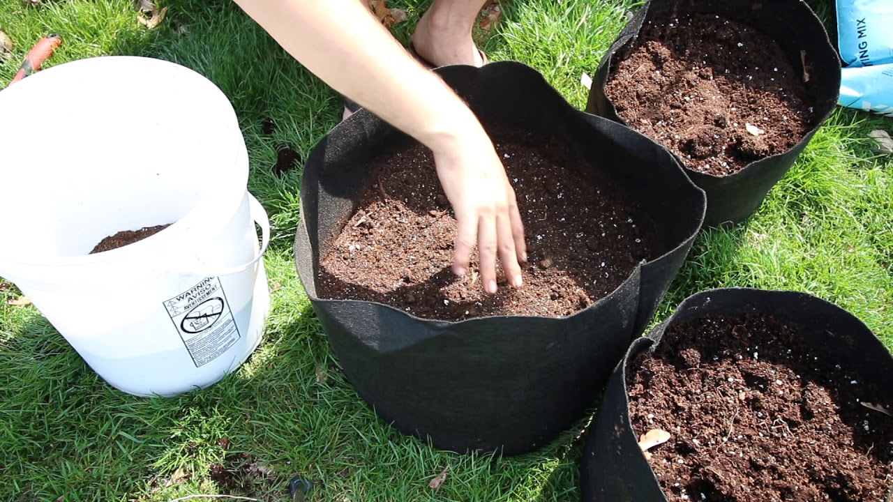 How To Grow Potatoes In A Container: Easy Steps & Tips