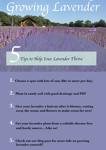 How Long Does It Take Lavender To Grow: Quick Guide!