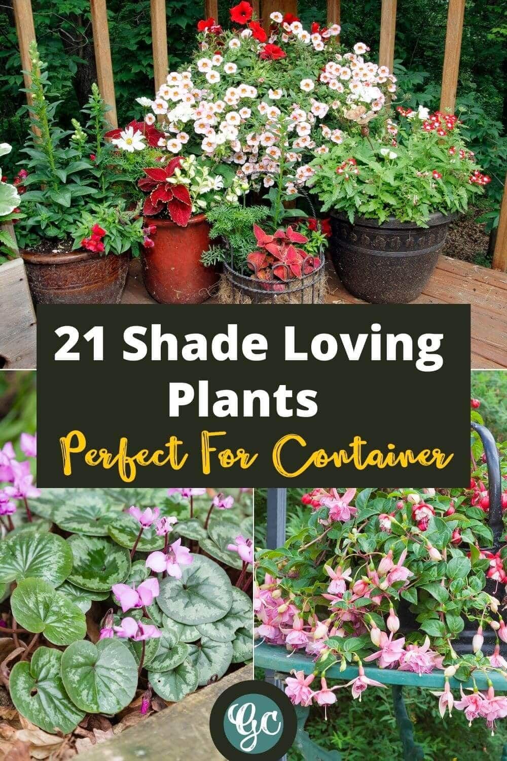 Shade Loving Plants For Containers: Lush Picks For Pots!