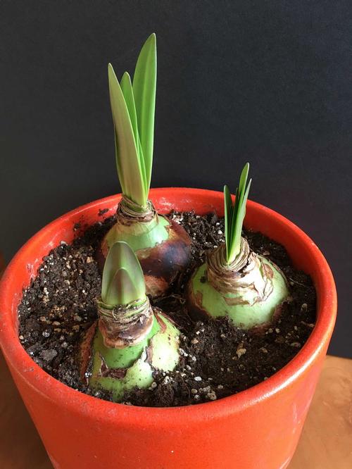 How Do You Plant An Amaryllis Bulb: 5 Pro Tips For Blooms