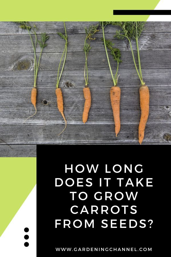 How Long Does It Take Carrots To Grow: Quick Guide