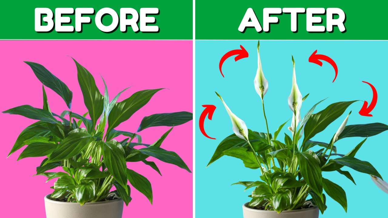 How Do You Care For Peace Lily Plant: Expert Tips Unveiled