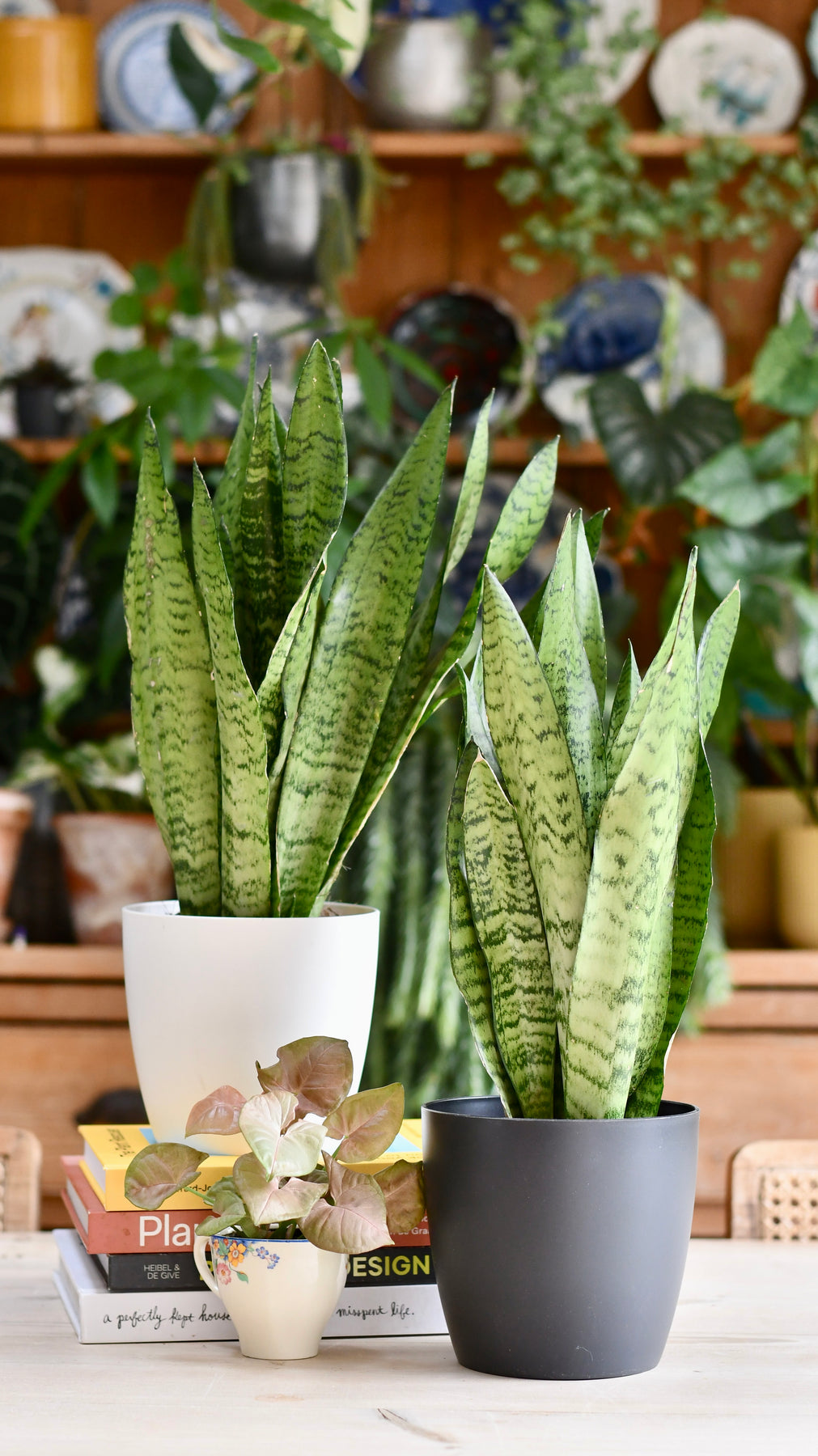 How To Take Care Of Snake Plants: Ultimate Guide