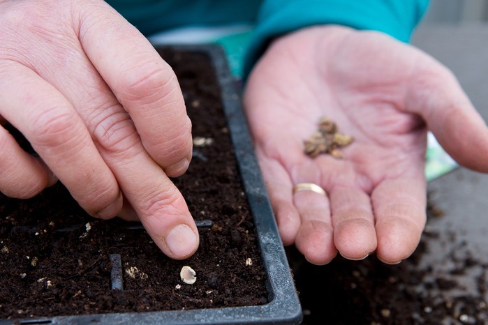 When To Plant Hollyhocks From Seed: Timing Tips For Blooms