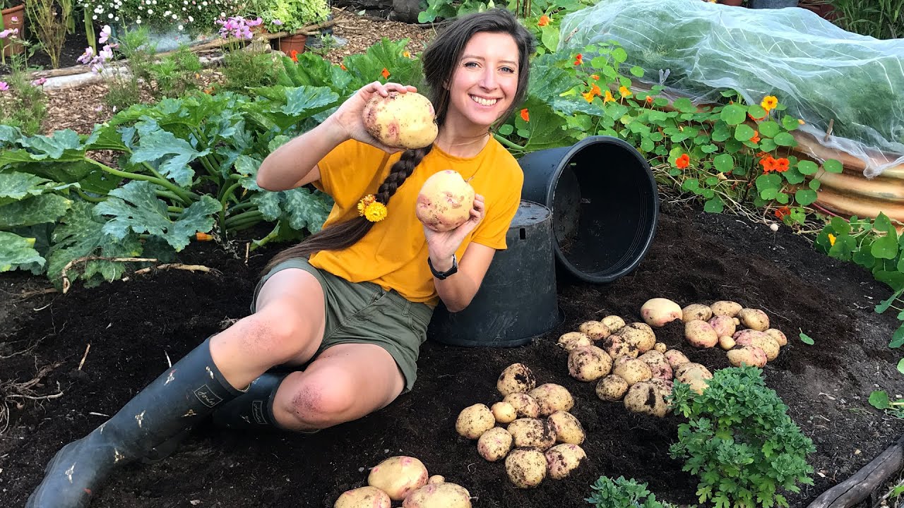 How To Plant Potatoes In A Container: Easy Growth Tips