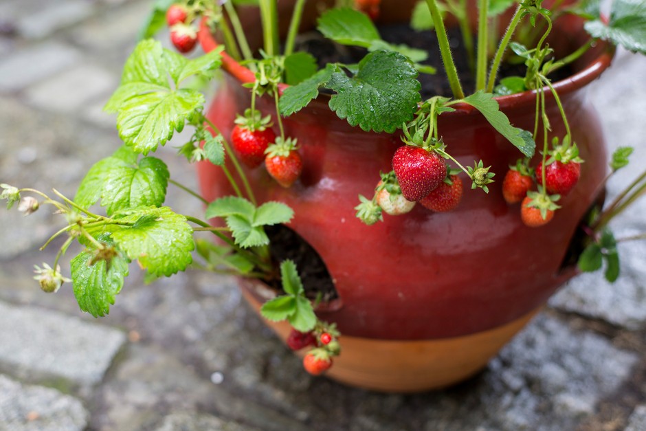 Best Containers For Growing Strawberry Plants: Top Picks!