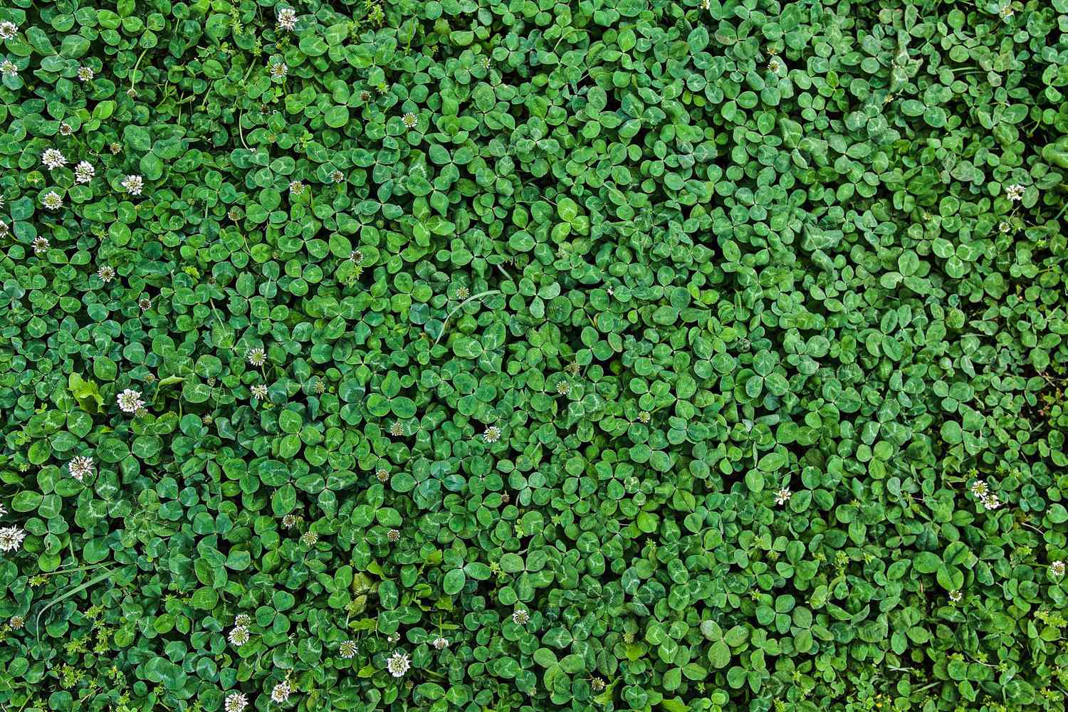 Alternatives To Grass For Lawns: Eco-Friendly Choices!