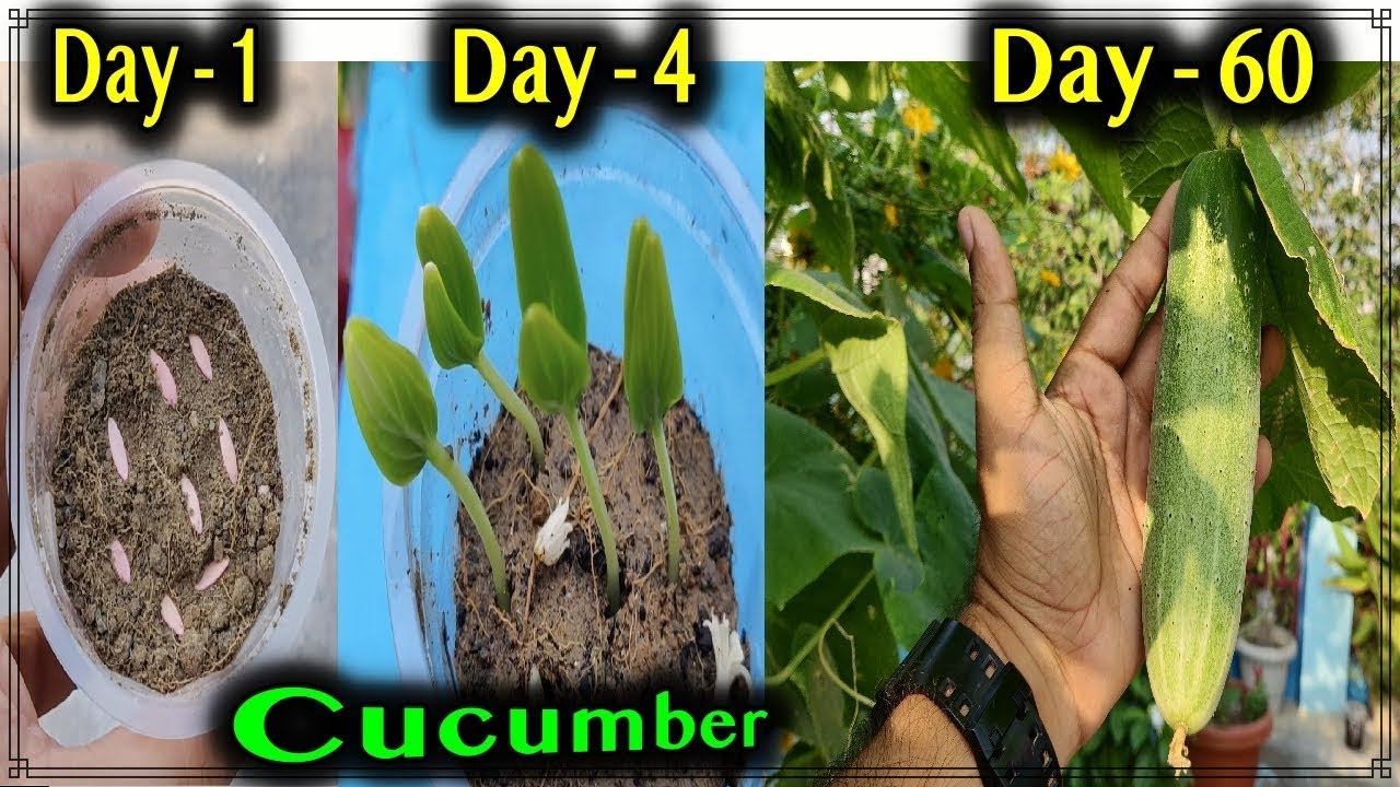 How Do You Grow Cucumbers From Seed: Pro Tips Revealed