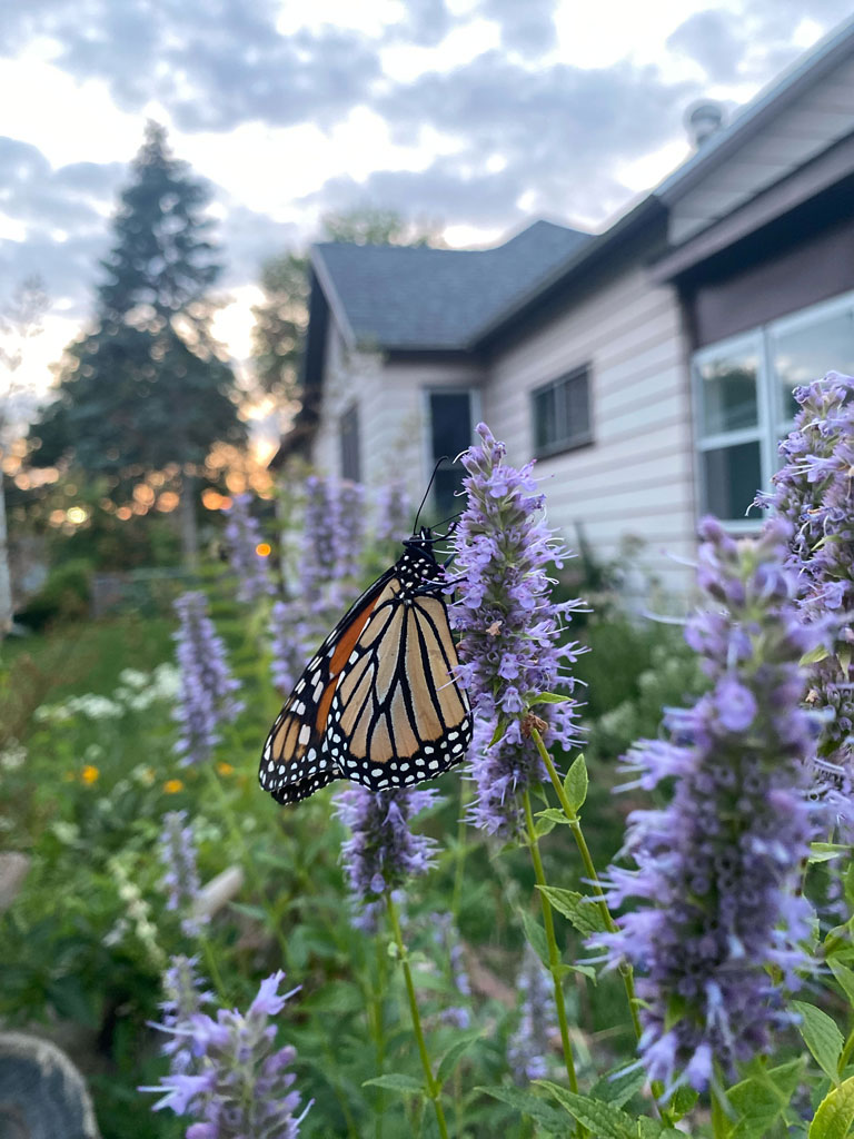Agastache Foeniculum (Anise Hyssop): Gardening Gold
