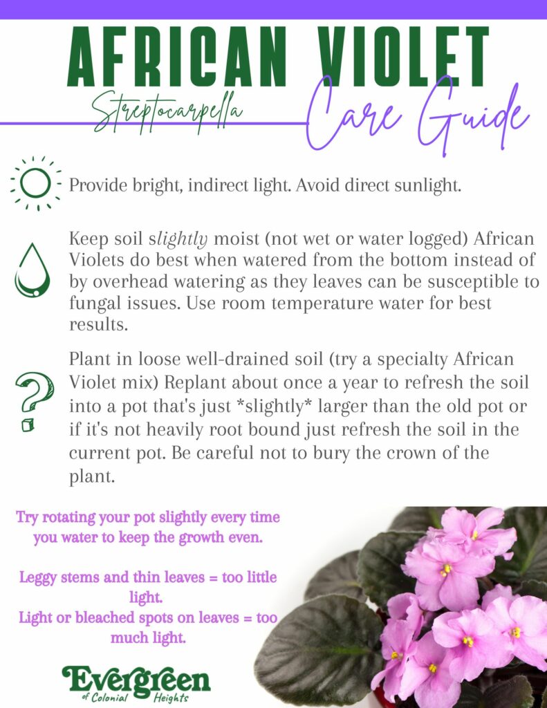How To Take Care Of African Violets: Pro Tips Unveiled